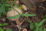 Sticky catchfly